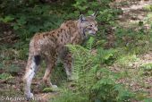 Luchs - Lynx lynx 2012.jpg